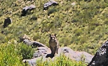 Un momento inolvidable con un ejemplar emblemático de San Luis