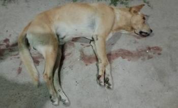 Tremendo: ladrones mataron a patadas en la cabeza a un perro labrador