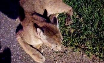 Rescataron un puma atropellado en la ruta provincial N° 9