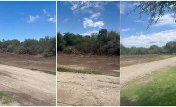Alerta: denuncian un desmonte "irracional" en un espacio verde de Merlo 