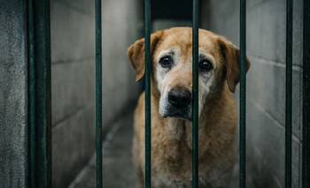 La gran mentira del encierro