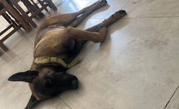 Final feliz para la familia de Nala