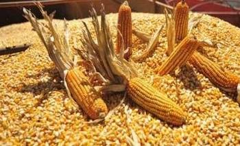 Calabozo para el abigeato y blindaje oficial para los implicados en "El Caburé"