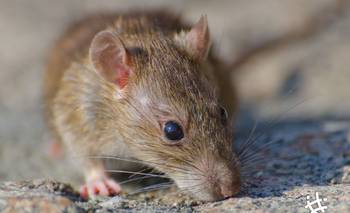 Hantavirus: la amenaza silenciosa que enciende alarmas