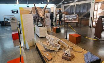 San Luis antes de San Luis: el viaje de millones de años del museo Contacto