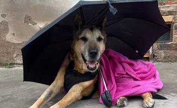 Murió "Cabezón", el perro que hace 20 años ladraba al ritmo de la ciudad