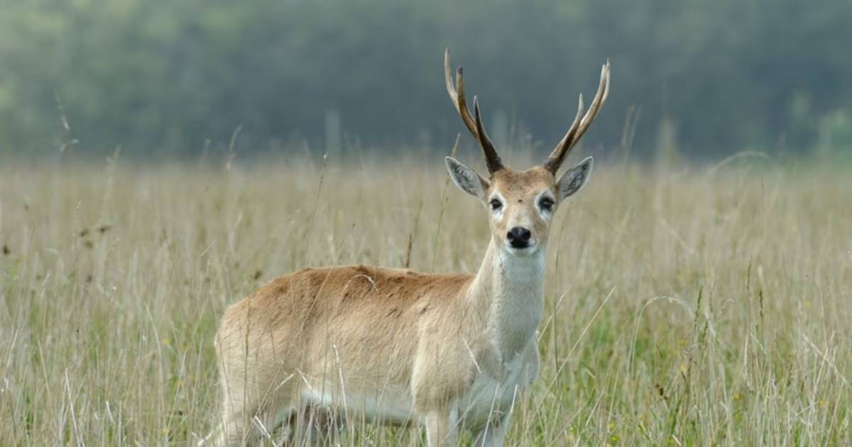 Impulsan que el venado de las pampas sea un Monumento Natural Nacional | El Diario de la República