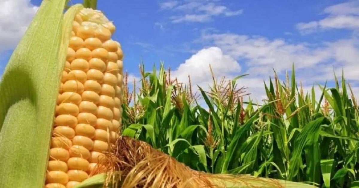 El Caburé: apelan la negativa a restituir el campo y acusan &amp;quot;daño irreparable&amp;quot;