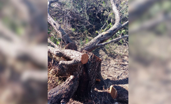 Implican a un policía en un 'grupo' acusado de talar bosque nativo en Los Cajones