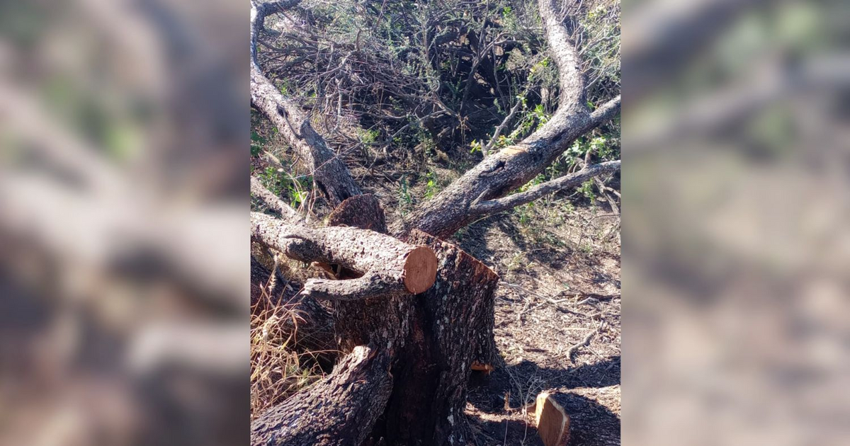 Implican a un policía en un 'grupo' acusado de talar bosque nativo en Los Cajones
