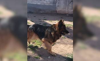 Ni el perro se salvó: denuncian que robaron un pastor alemán en pleno barrio Jardín