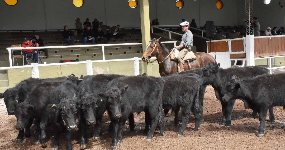 Valores estables para la hacienda general en el remate de San Luis ...