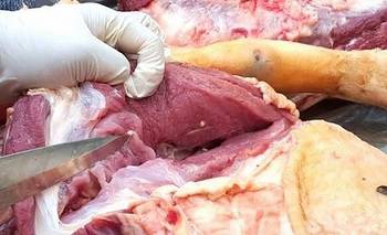 Analizan cuatro casos sospechosos de triquinosis registrados en Concarán 