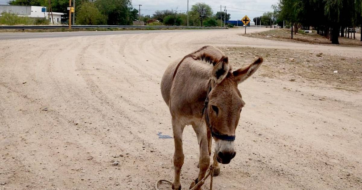 Secuestraron 21 animales que andaban sueltos en las rutas puntanas | El ...