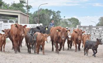 Con la venta de 2350 cabezas, Ganadera del Sur despidió el 2025